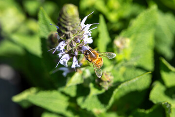 A honeybee busy at work collecting pollen from the flowers of a lupine plant.