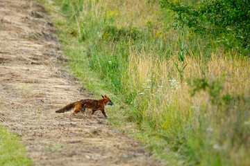 A red fox on a meadow