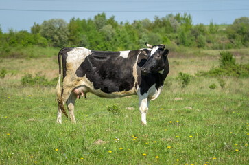 Krowa na Czarno - biała krowa na pastwisku.. © TM 360