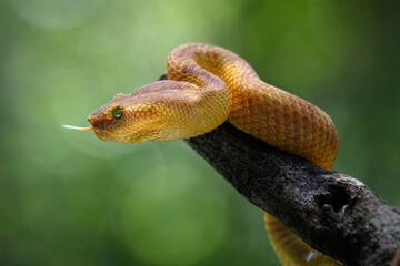 puniceus pit viper on branch