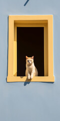 a centered minimalistic window with a cute cat in it, Generative Ai