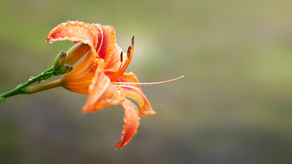 Lily flowers. Wet beautiful orange Lily flowers with raindrops on soft blurred background with...