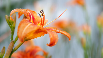 Lily flowers. Wet Lily flowers with raindrops on soft blurred background with bokeh effect. Daylily...