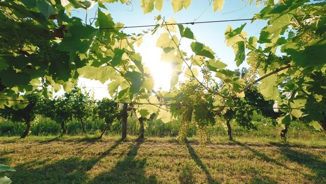 Walking through the Tuscany vineyards