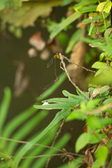 Photo of needle dragonflies or Zygoptera dragonflies mating.