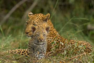 Leopard and Cub