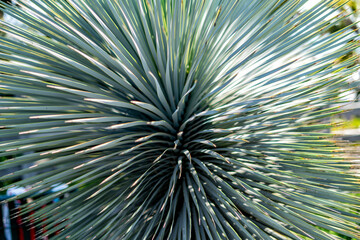 Closeup of a yucca plant in the sun