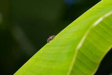 Photo of a small spider on a banana leaf.
