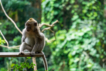 An adorable macaque monkey having a good time on a bench, while posing for the camera in the sacred monkey forest in Ubud, Bali. The scientific name of the apes are Macaca fascicularis.