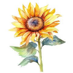 Beautiful water color sunflower png clip art