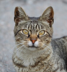 Portrait of a gray striped yellow-eyed cat