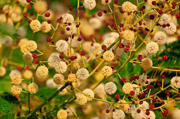A vibrant tapestry of wildflowers adorns the meadow, showcasing a rich palette of colors. 