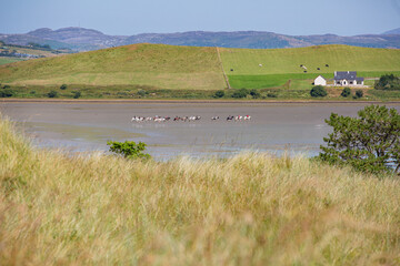Horses walking across a beach in donegal Ireland
