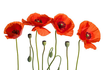 Obraz premium Three red poppy flowers isolated on white background, studio shot.AI generated