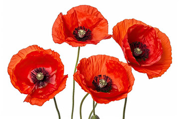 Three red poppy flowers isolated on white background, studio shot.AI generated