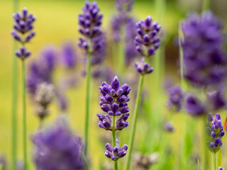 Obraz premium Blooming lavender in the meadow. Purple lavender flowers.