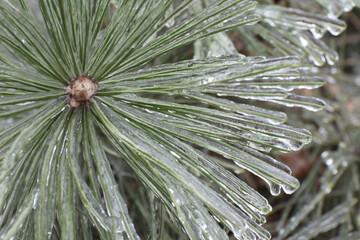 Ice-covered pine needles after freezing rain. Icing  city park on a winter day.