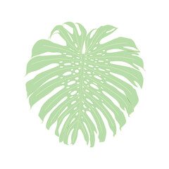 Monstera deliciosa plant leaf botanical illustration. Simple minimalism style on white background. Vector
