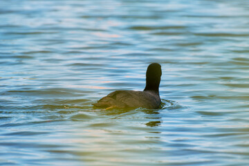 The Eurasian coot is floating on the water