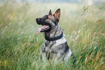 German shepherd dog sitting in grass. Portrait of purebred dog outdoors
