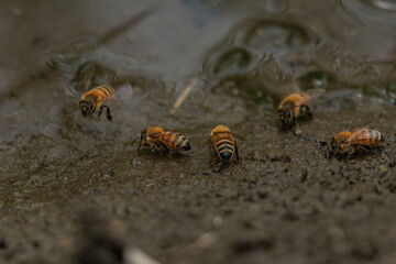 土の中のミネラルを集めるミツバチ
