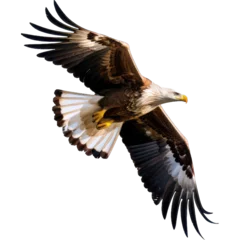 Foto op Plexiglas anti-reflex flying eagle bird, isolated on transparent background © AstralAngel