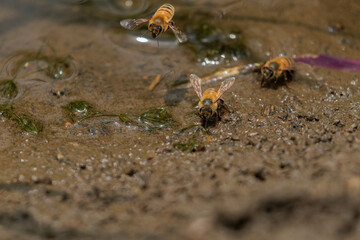 土の中のミネラルを集めるミツバチ