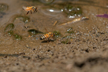 土の中のミネラルを集めるミツバチ