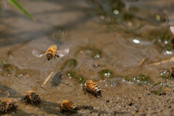 土の中のミネラルを集めるミツバチ