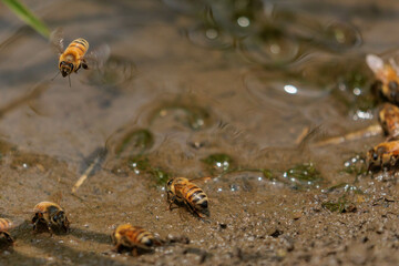 土の中のミネラルを集めるミツバチ