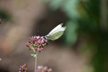 cabbage white butterfly on oregano flwoers