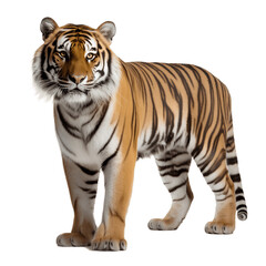 Fototapeta na wymiar Portrait of Sumatran tiger isolated on transparent background
