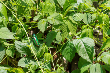 産卵場所を探すタマムシ