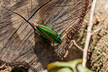 産卵場所を探すタマムシ