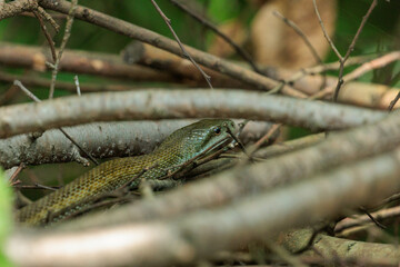 伐採された木の枝に潜むアオダイショウ