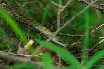 伐採された木の枝に潜むアオダイショウ