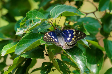 羽化したばかりのオオムラサキ