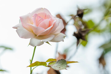 Obraz premium ガーデニングで育てた白い薔薇