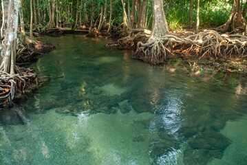 Emerald Cascades: Enchanting Jungle Streams of Krabi Provincem, Lush Green Serenity: Krabi's Jungle Waterways Unveiled, Krabi's Verdant Veins: The Green Waters of Forest Rivulets
