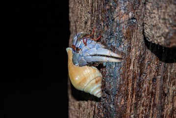 coconut crab, land hermit crab there is a shell behind its back, purple body, climbing the timber at night 