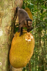Monkey eating a fruit on a tree
- 618555740
