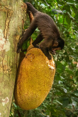 Monkey eating a fruit on a tree
- 618555758