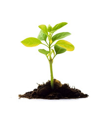 Young plant in soil isolated png