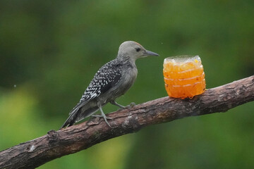 Female Juvenile Red Bellied woodpecker on railing having some grape jelly