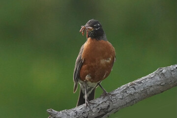 Exhausterd mother robin gathering food for chicks back in nest