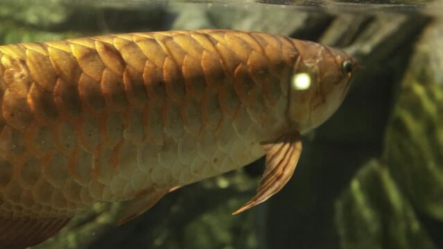 Aquarium fish Aravana Tropical