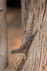 Madagascan collared iguana on the tree trunk. Cuvier's Madagascar swift is sunbathing in the Madagascar's park. Gray lizard with the black collar. 