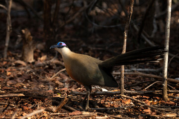 Giant coua is walking on the ground. Coua gigas in the Madagascar's park. Brown bird with blue stripe on the head in the forest. 