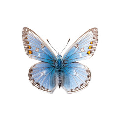 Front view of Common blue butterfly isolated on white transparent background