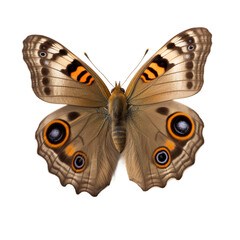 Front view of Common buckeye butterfly isolated on white transparent background